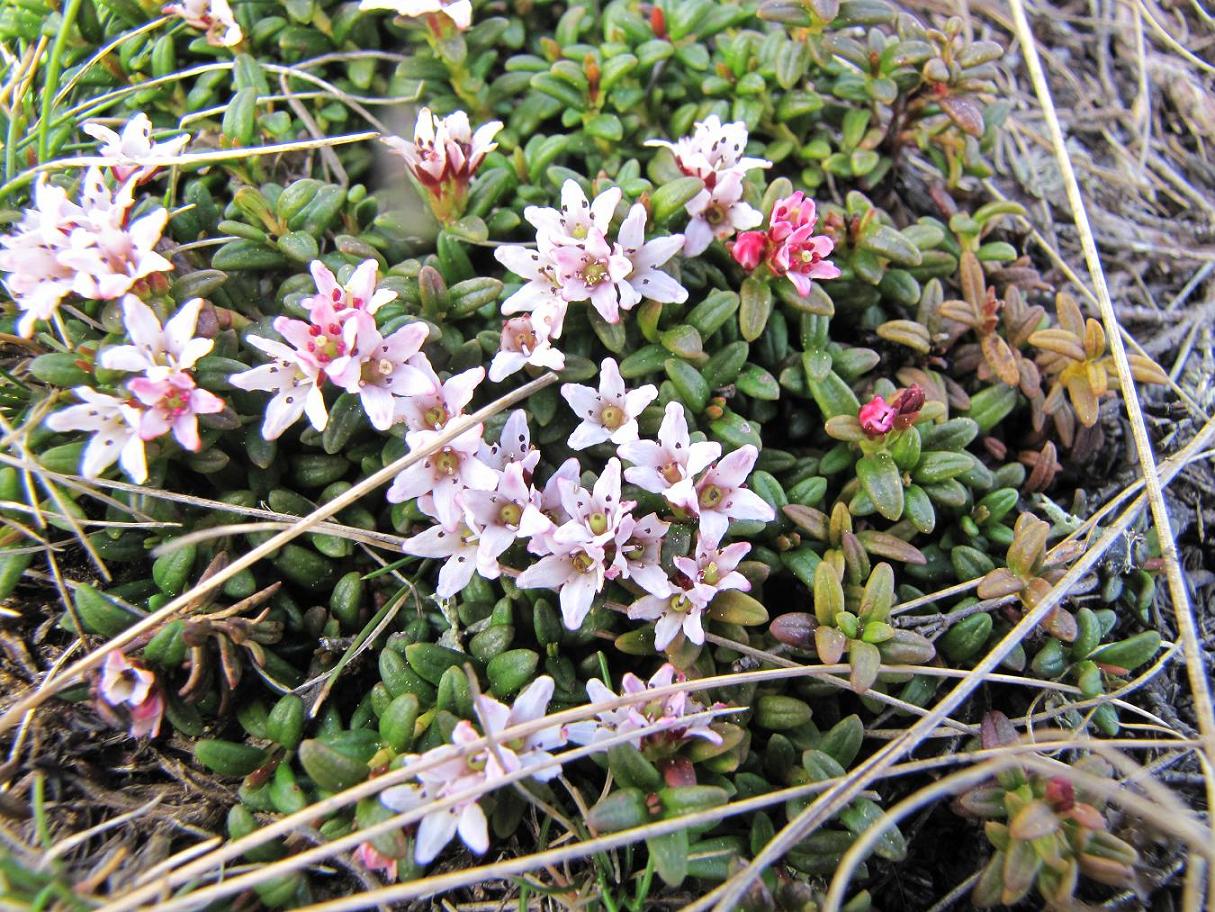 I fiori del vento:Kalmia procumbens (=Loiseleuria procumbens)